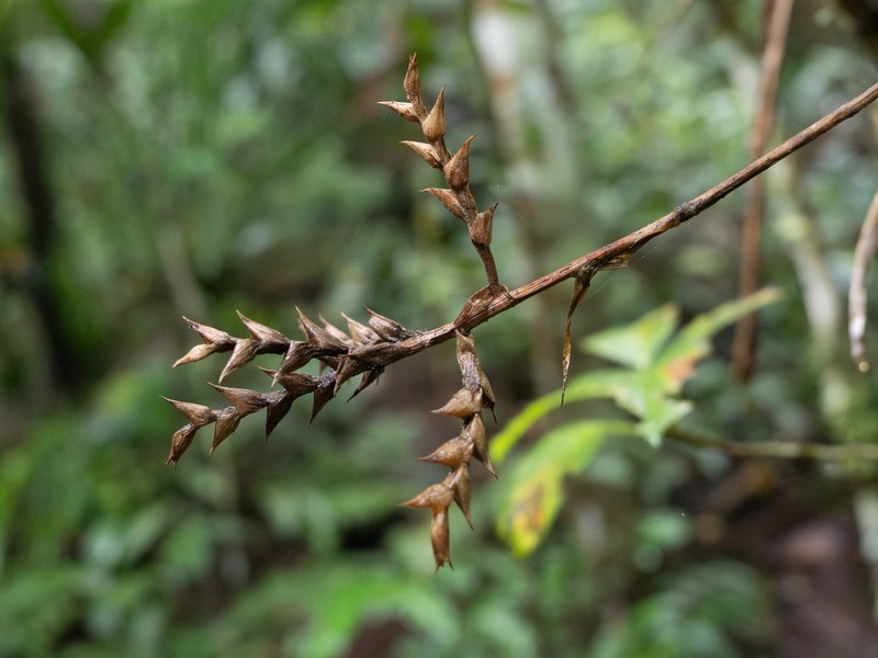 Aechmea pubescens photo 4