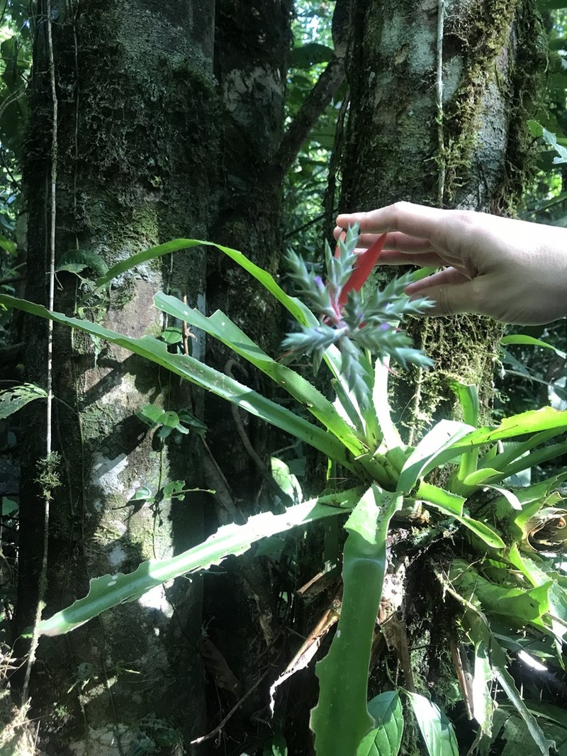 Aechmea pubescens photo 6