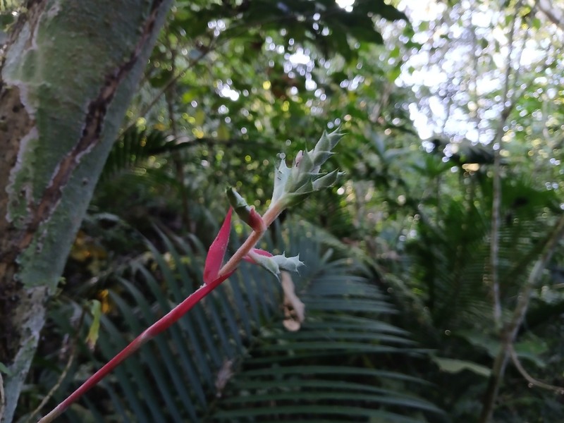 Aechmea pubescens photo 8