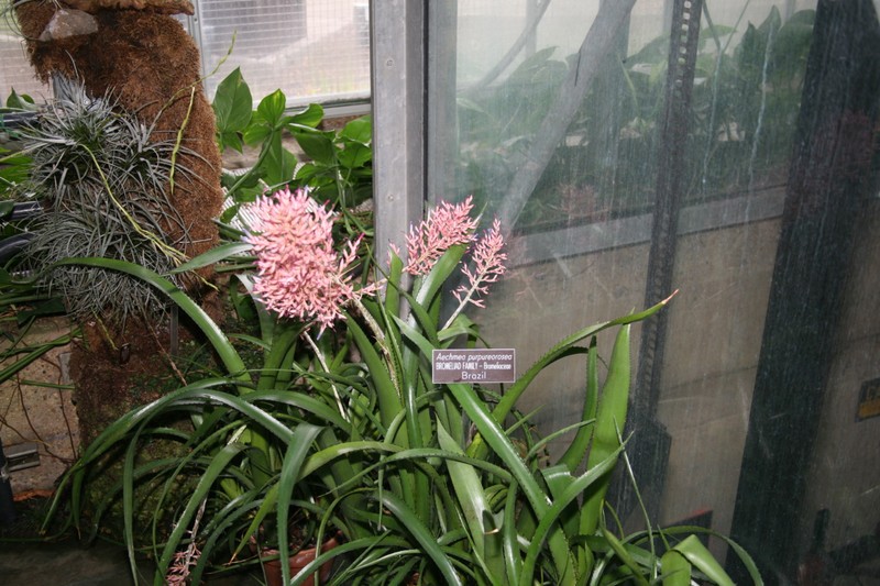 Aechmea purpureorosea