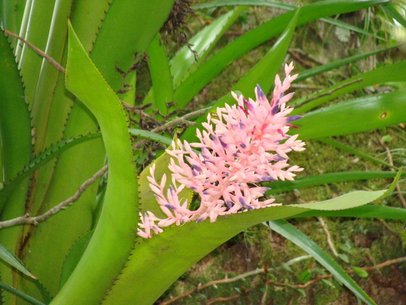 Aechmea purpureorosea photo 4