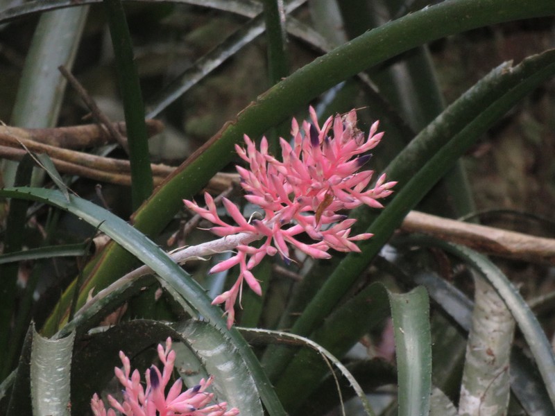 Aechmea purpureorosea photo 5