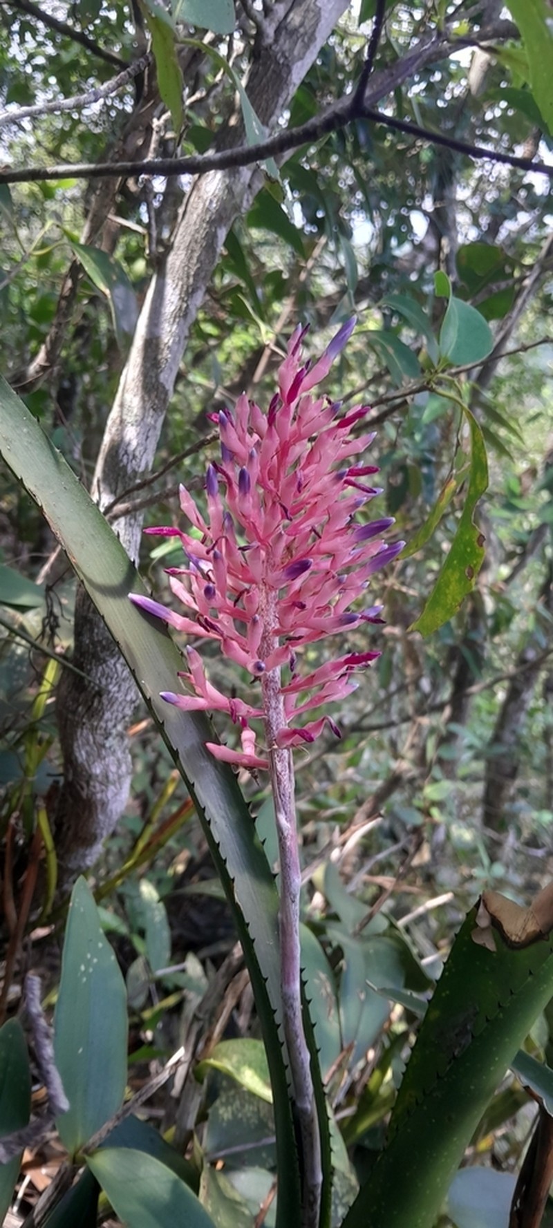 Aechmea purpureorosea photo 6