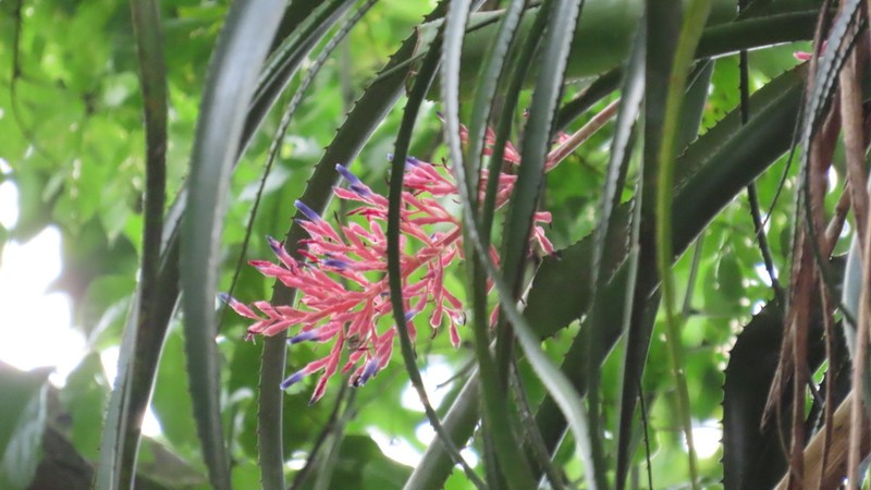 Aechmea purpureorosea photo 8