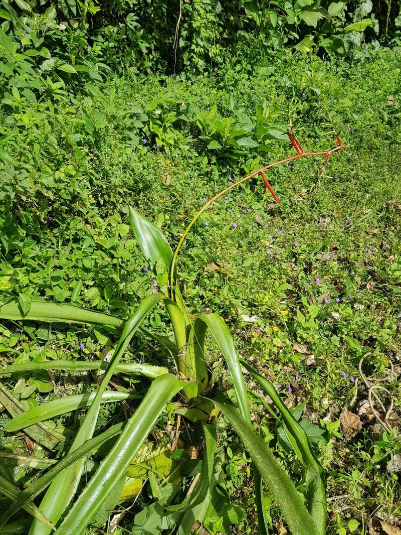 Aechmea pyramidalis photo 2