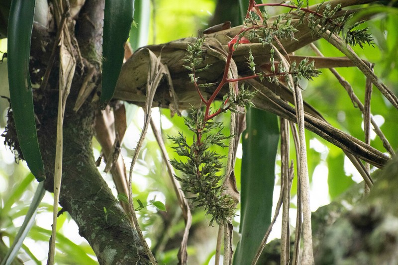 Aechmea pyramidalis photo 3