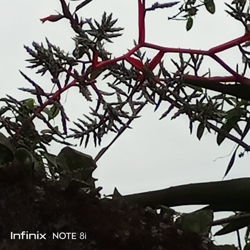 Aechmea pyramidalis photo 4