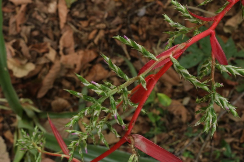 Aechmea pyramidalis photo 5