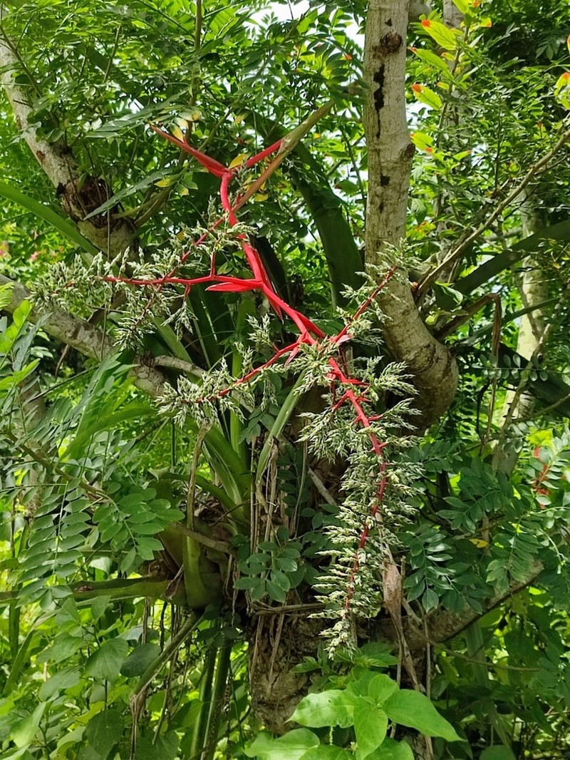 Aechmea pyramidalis photo 7
