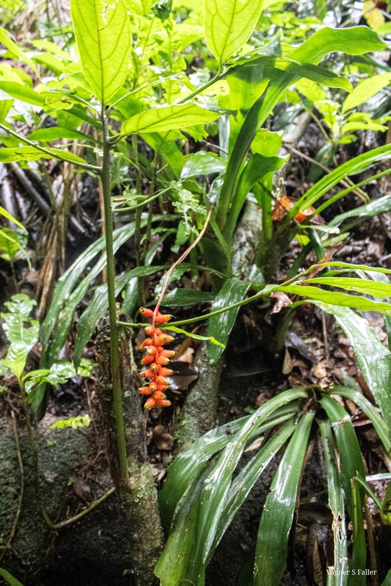 Aechmea racinae photo 4