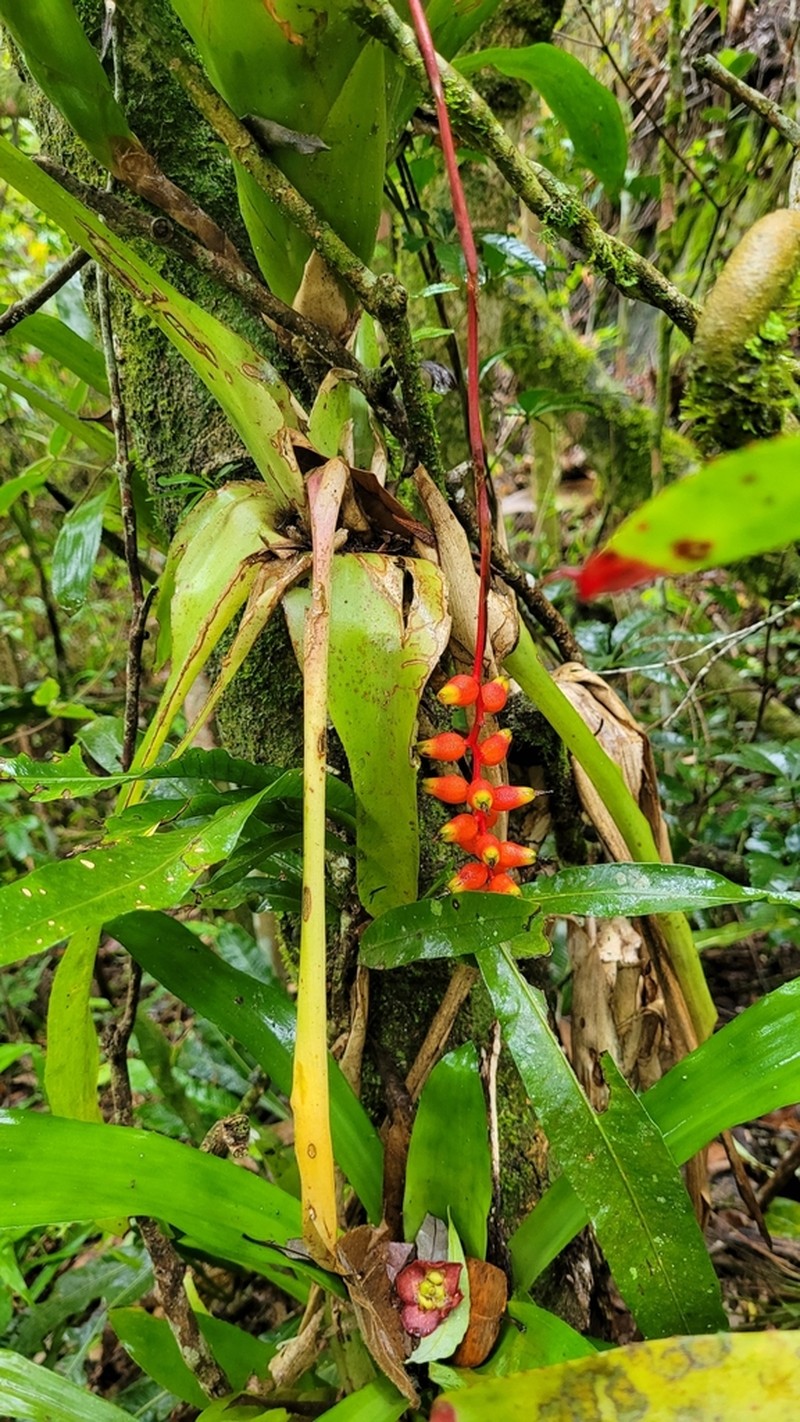 Aechmea racinae photo 5