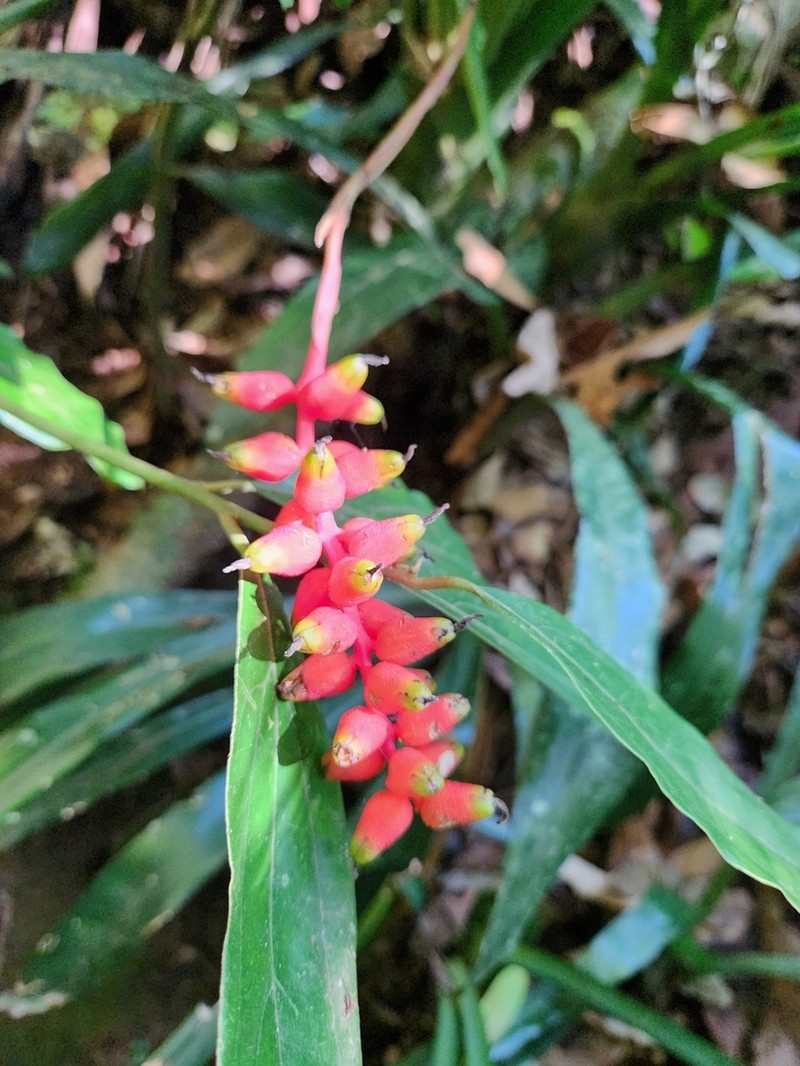 Aechmea racinae photo 6