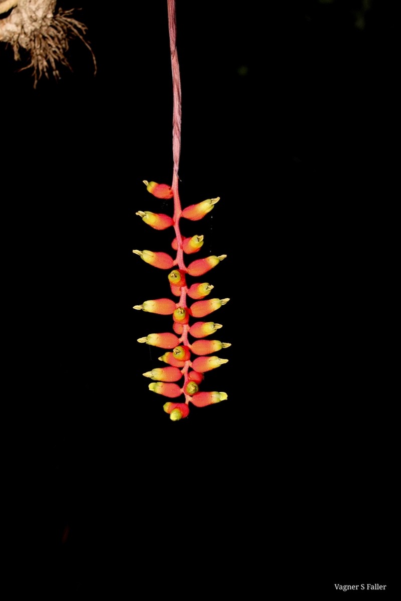 Aechmea racinae photo 7