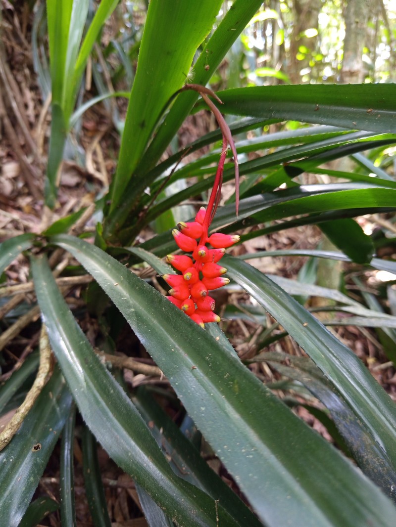 Aechmea racinae photo 8