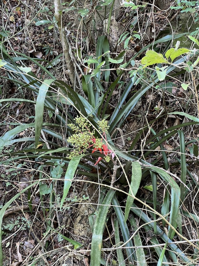 Aechmea ramosa photo 2