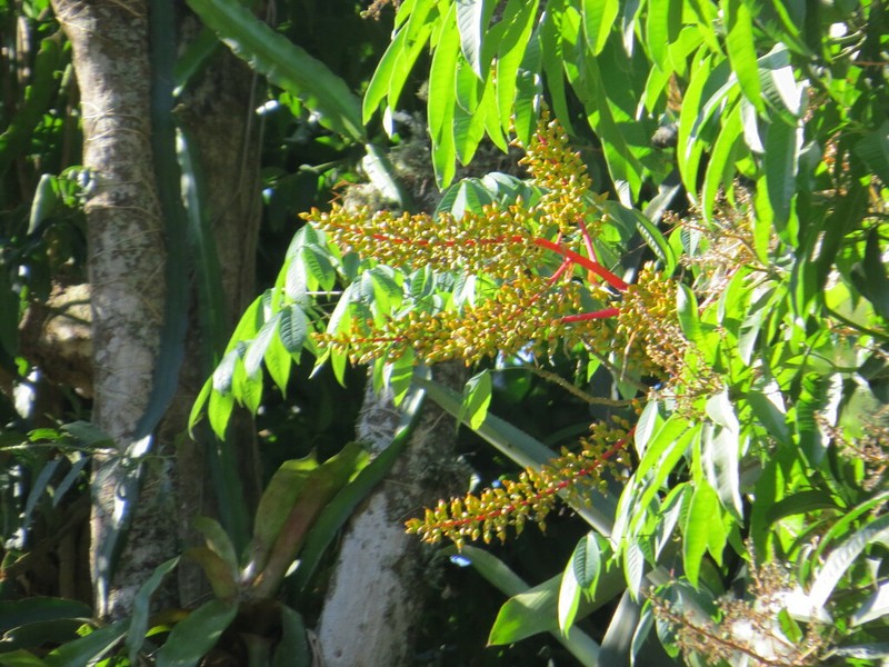Aechmea ramosa photo 3