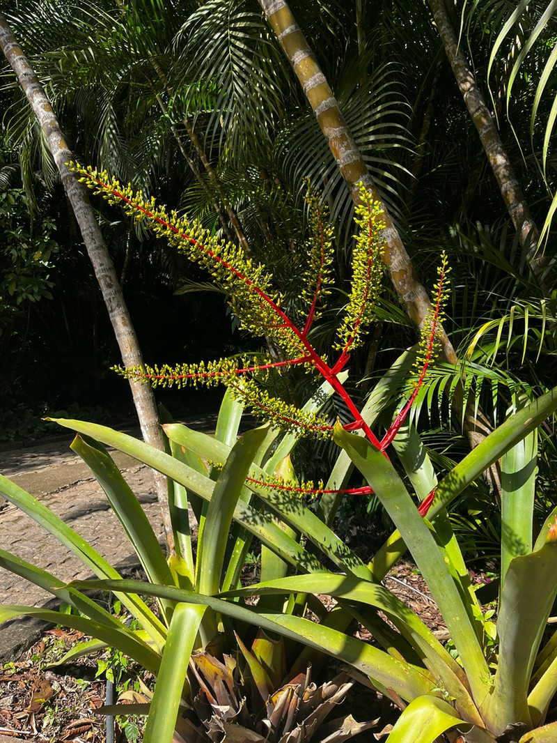 Aechmea ramosa photo 4