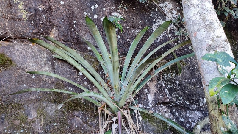 Aechmea ramosa photo 5