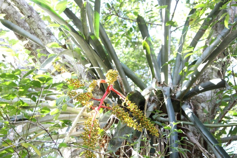 Aechmea ramosa photo 6