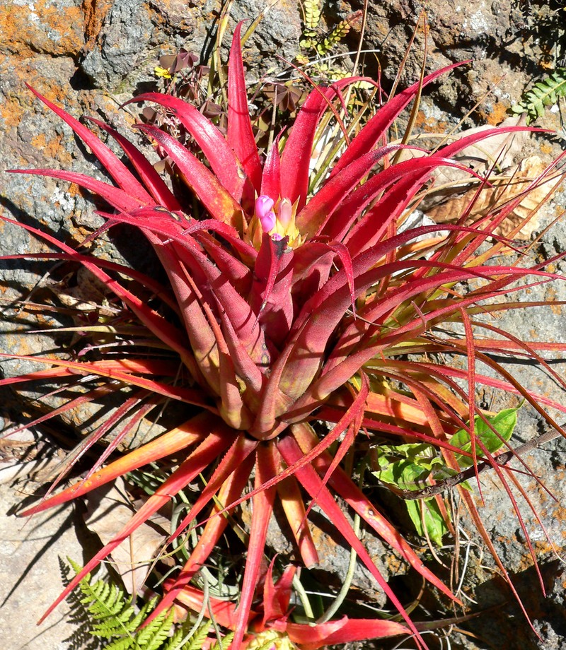 Aechmea recurvata