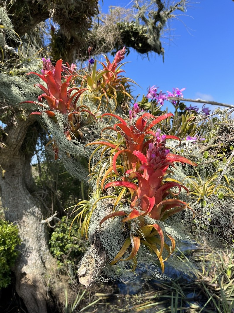 Aechmea recurvata photo 2