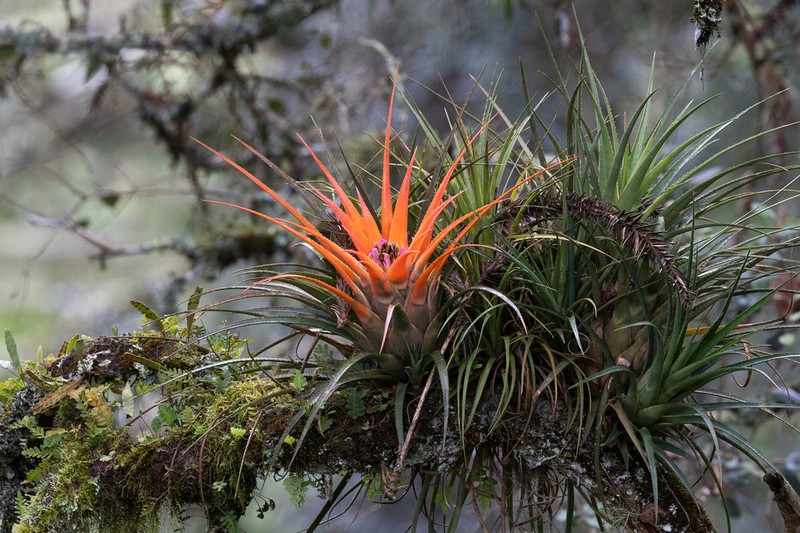 Aechmea recurvata photo 3