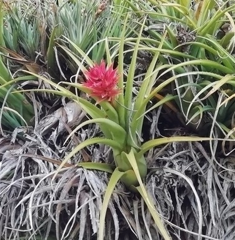 Aechmea recurvata photo 4
