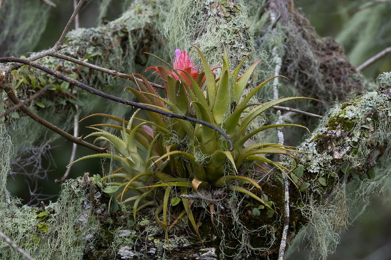 Aechmea recurvata photo 5