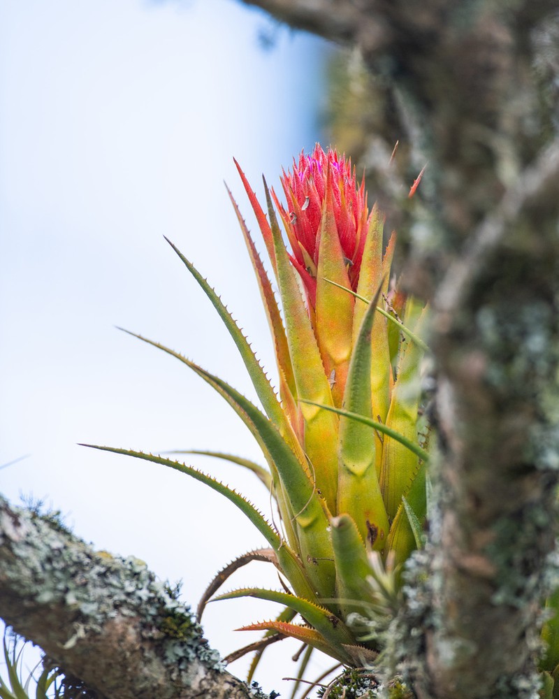 Aechmea recurvata photo 6