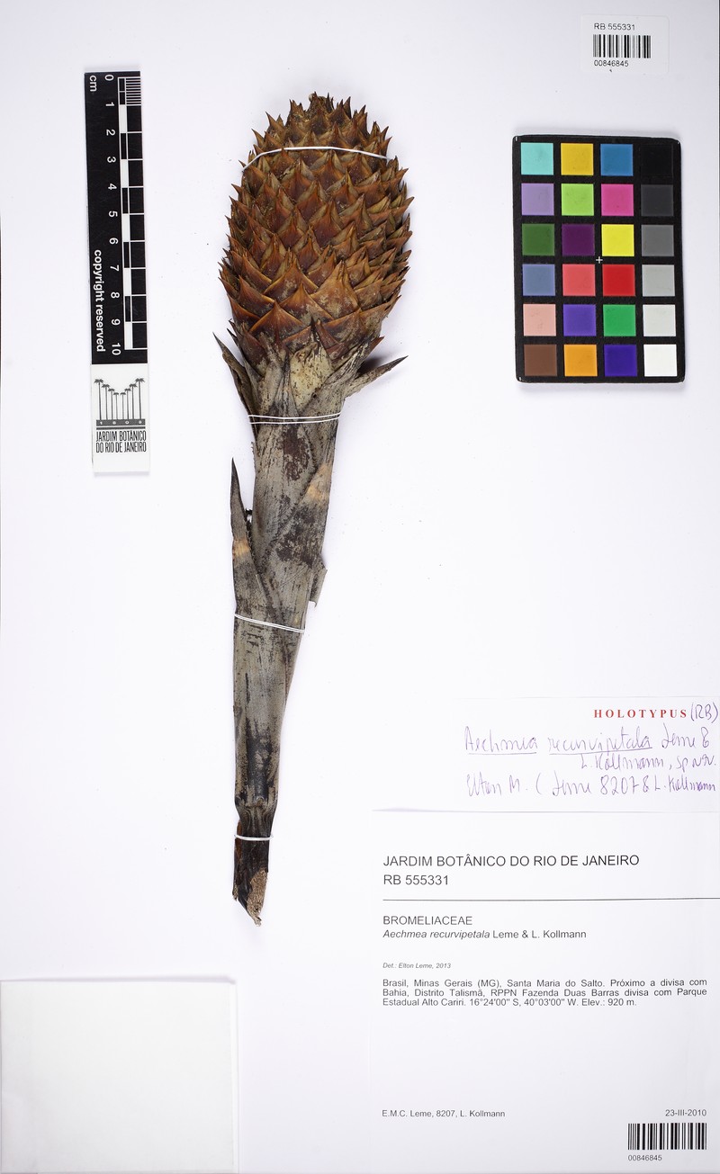 Aechmea recurvipetala photo 2