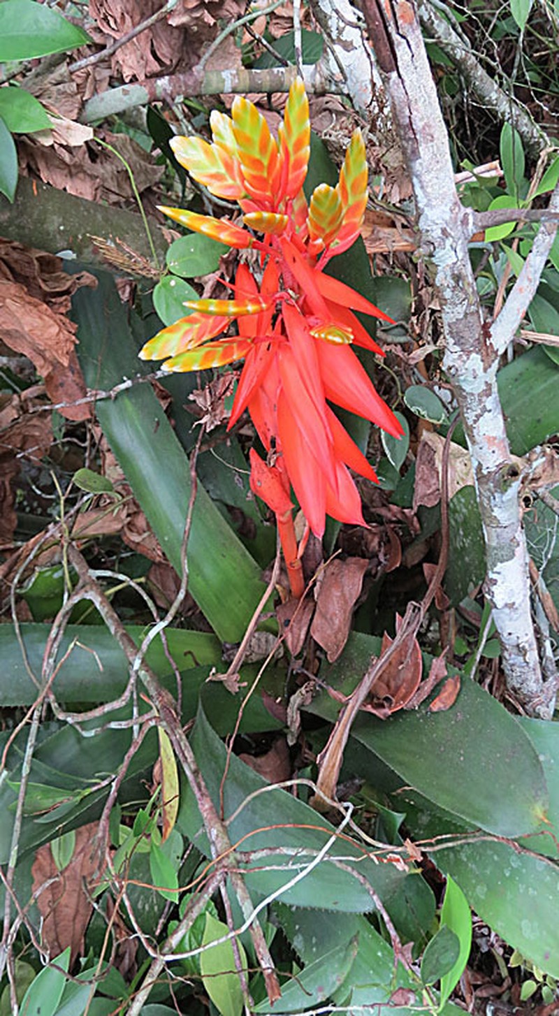 Aechmea retusa