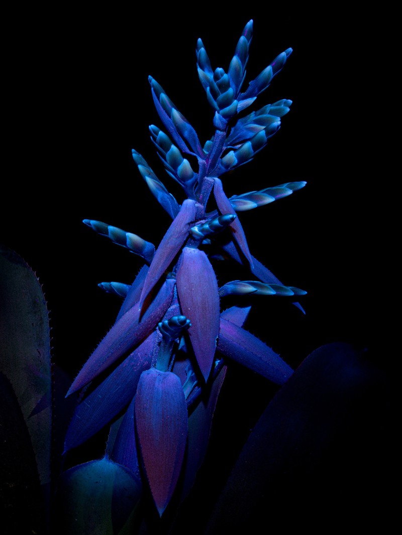 Aechmea retusa photo 2