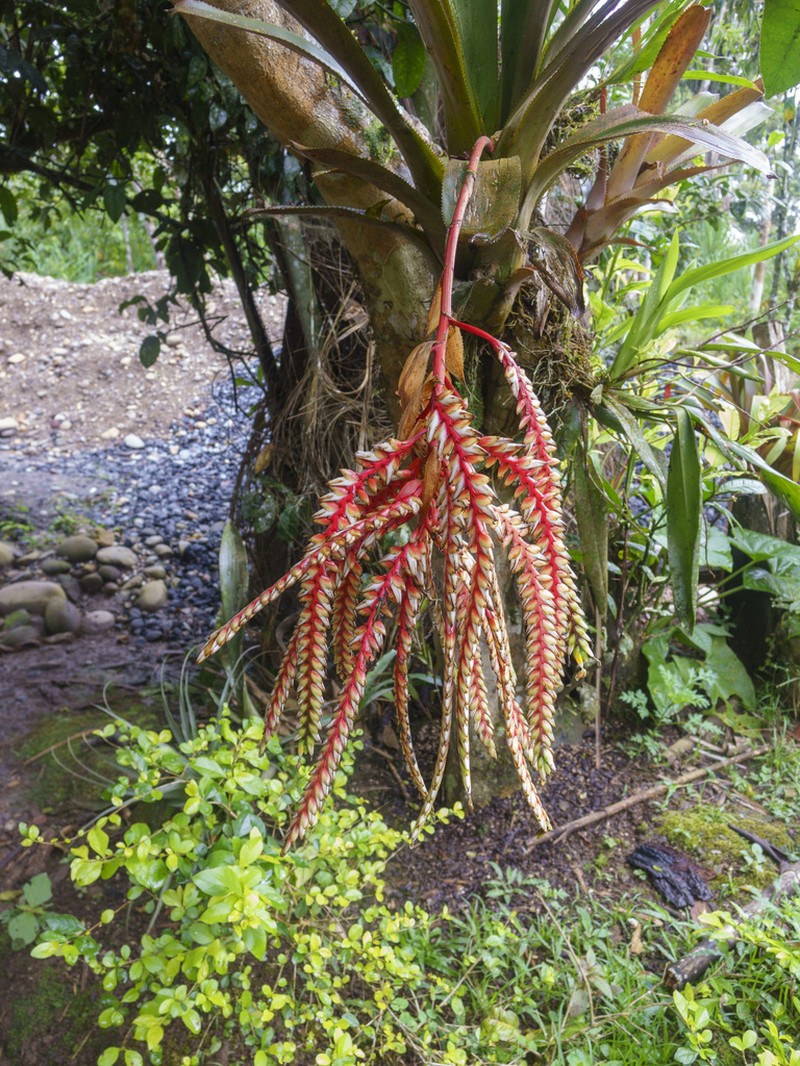 Aechmea retusa photo 3