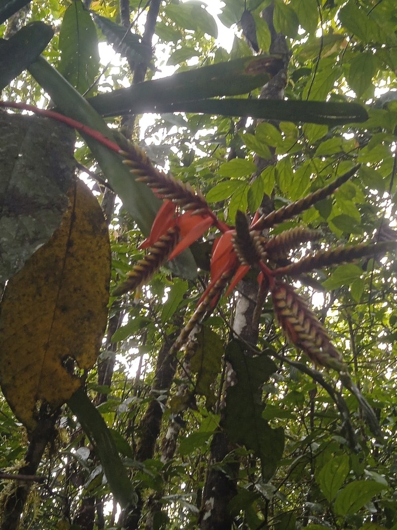 Aechmea retusa photo 4