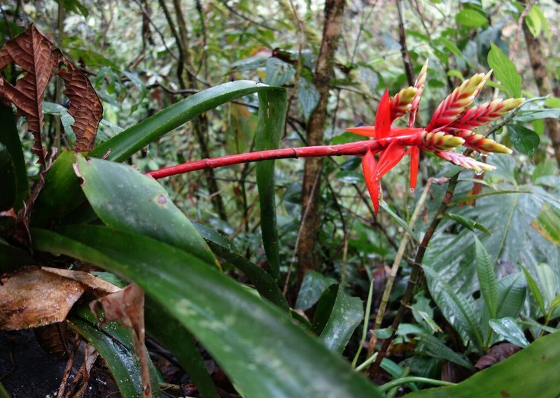 Aechmea retusa photo 5