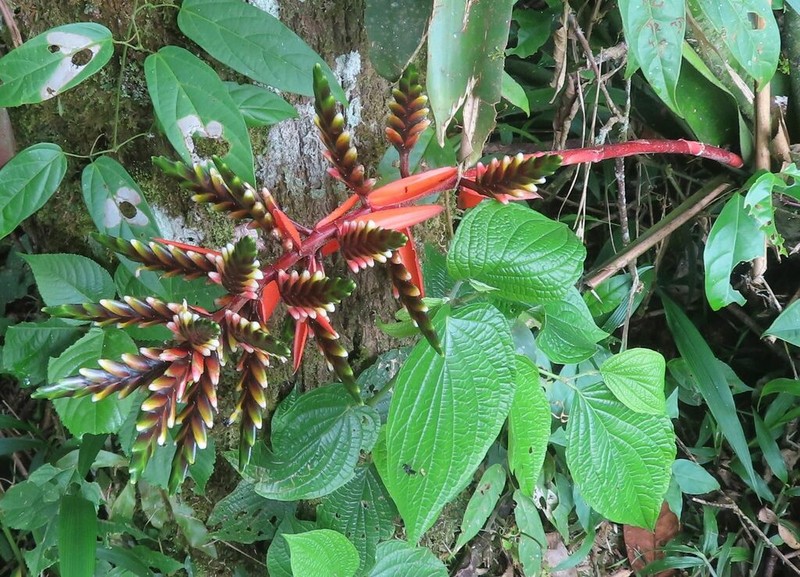 Aechmea retusa photo 6