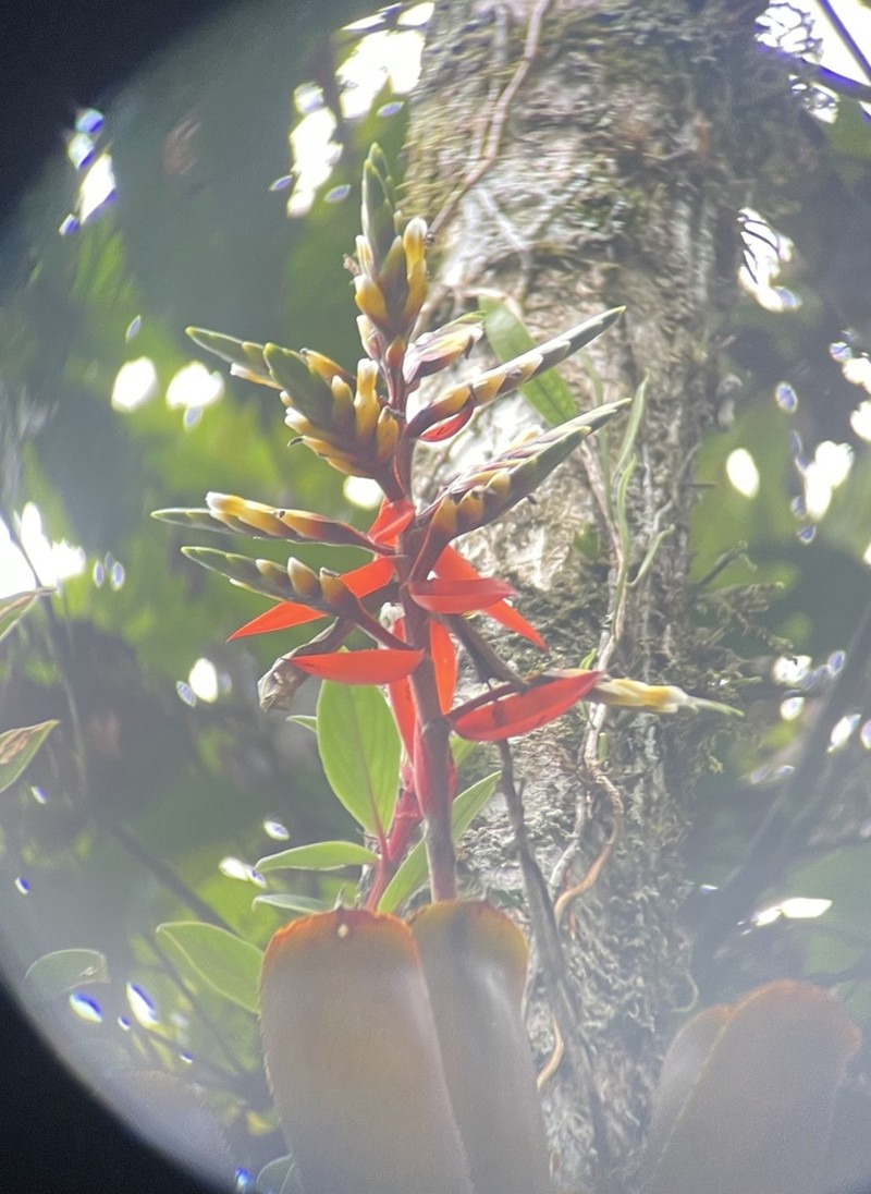 Aechmea retusa photo 8