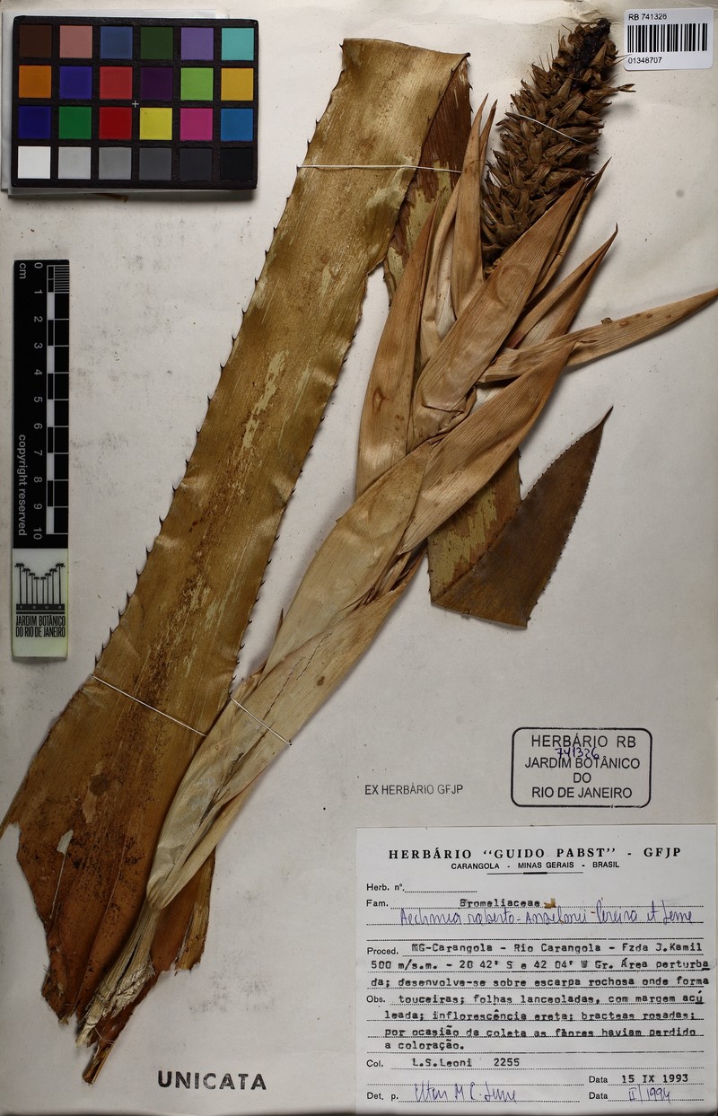 Aechmea roberto-anselmoi