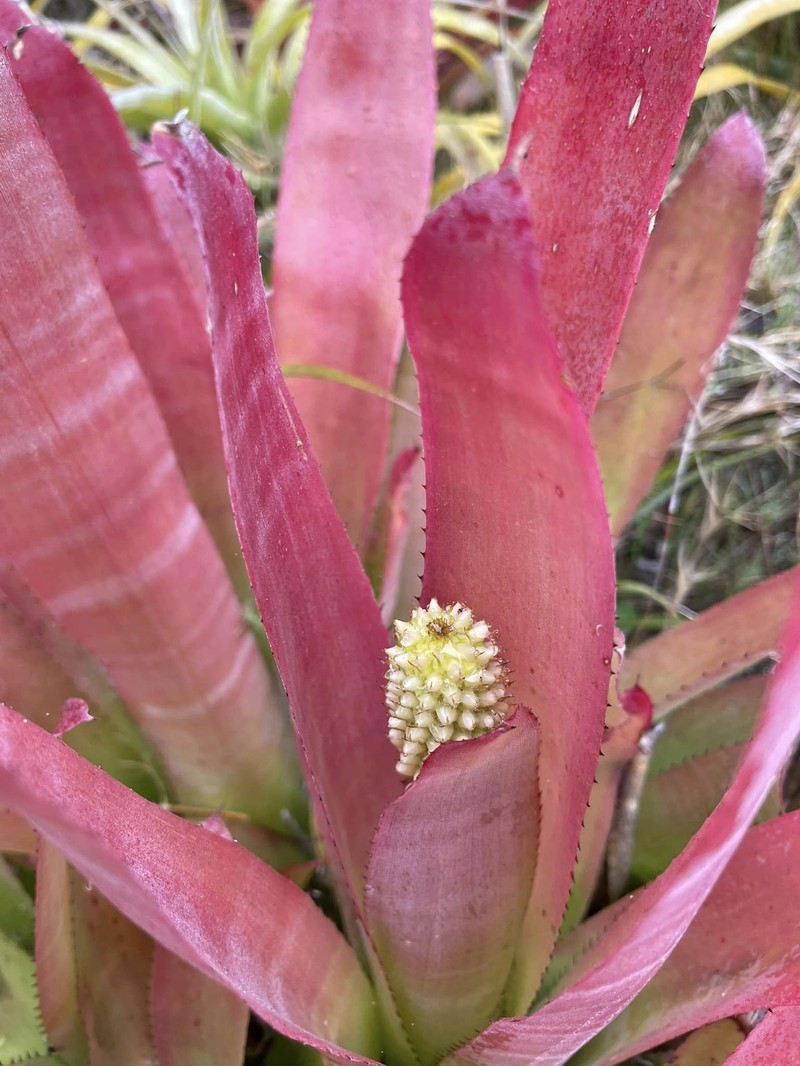 Aechmea roberto-seidelii