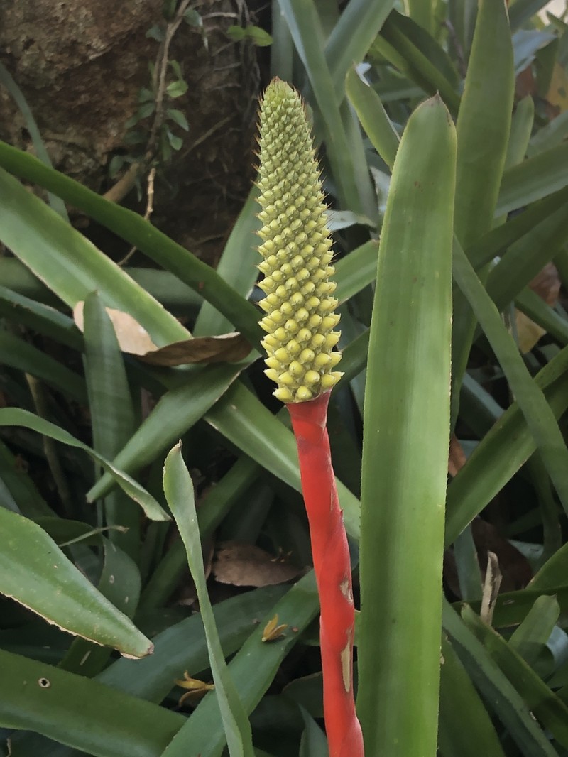 Aechmea roberto-seidelii photo 6