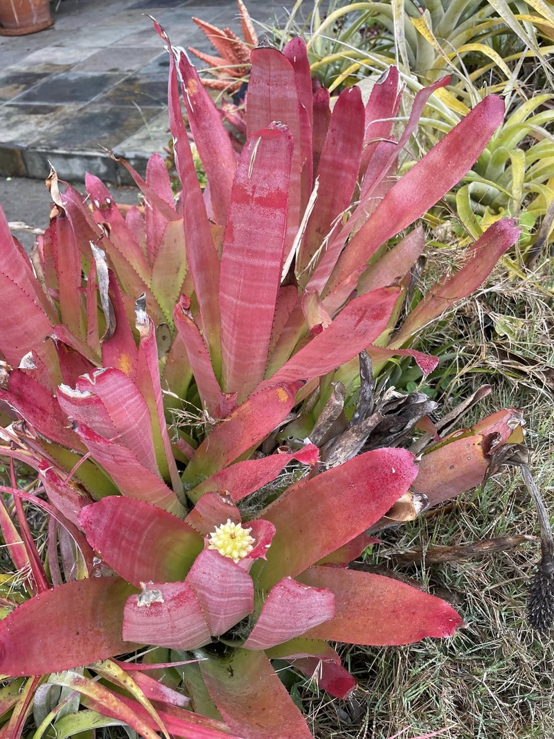 Aechmea roberto-seidelii photo 7