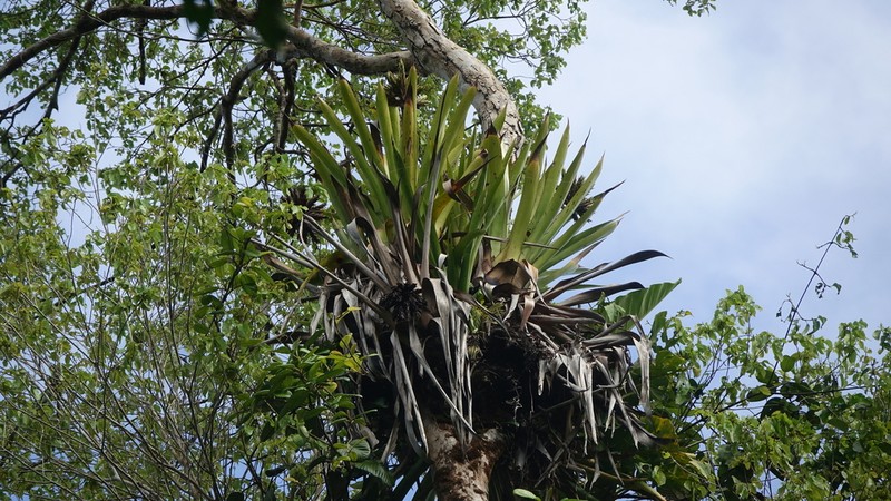 Aechmea rodriguesiana