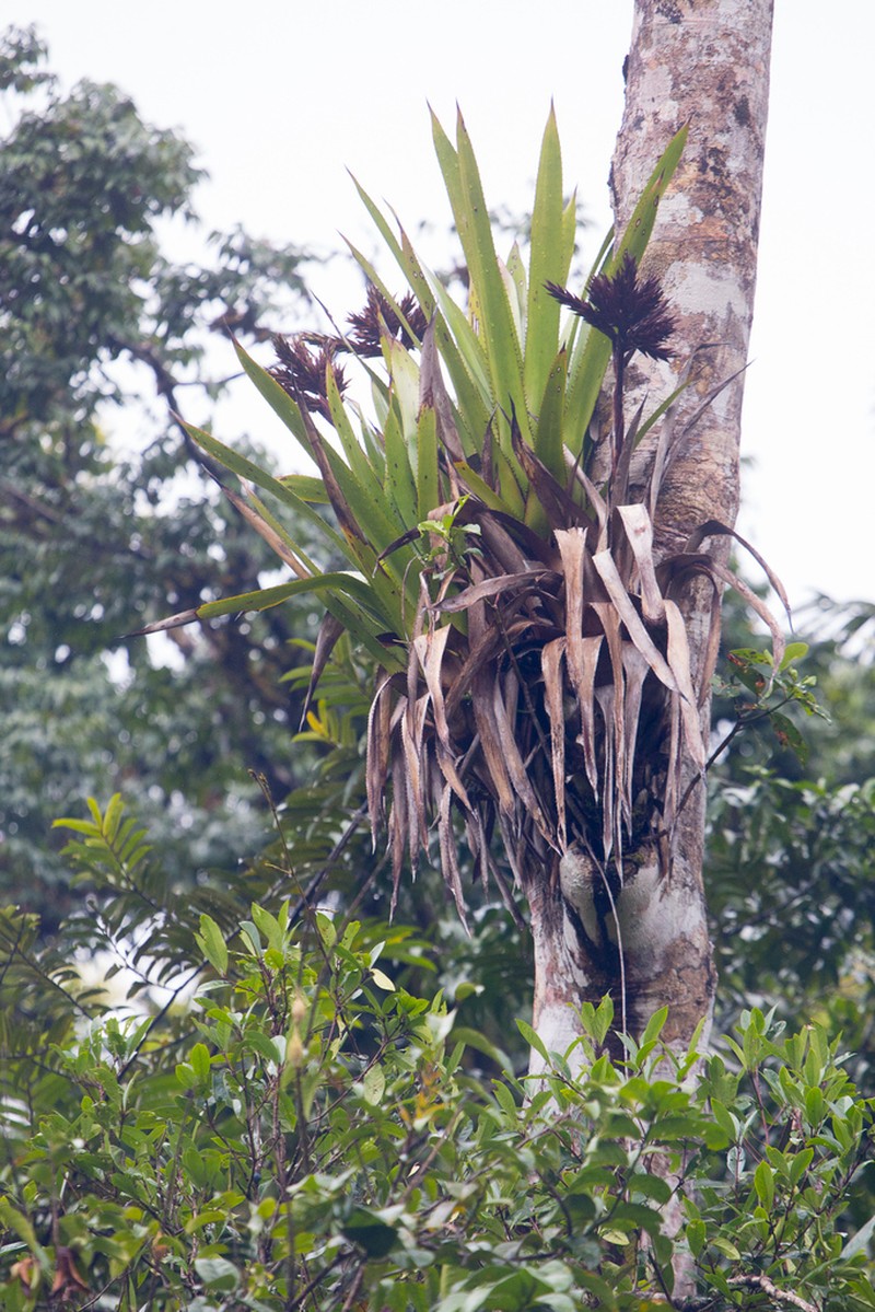 Aechmea rodriguesiana photo 3