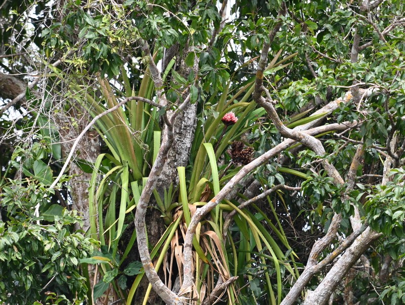 Aechmea rodriguesiana photo 5