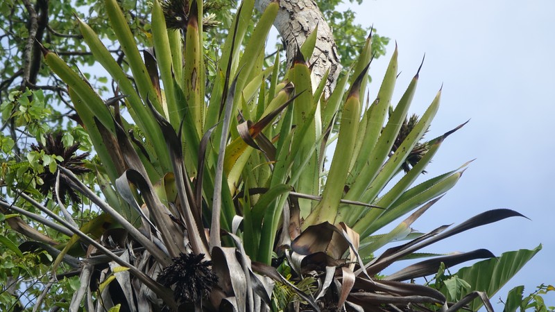 Aechmea rodriguesiana photo 7