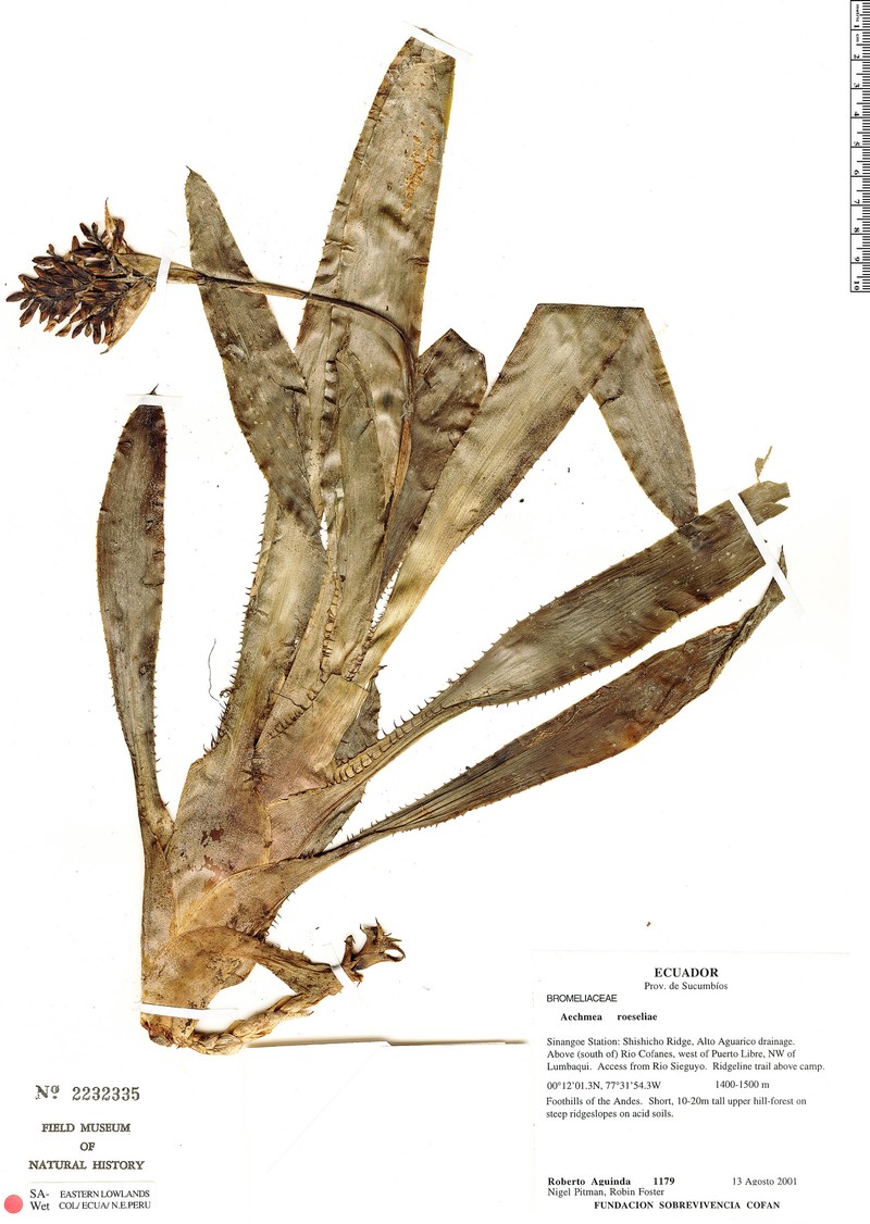 Aechmea roeseliae photo 3