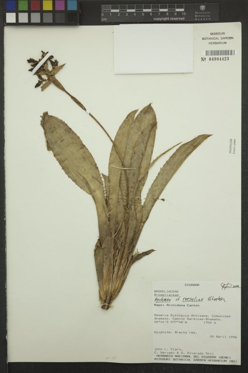 Aechmea roeseliae photo 4