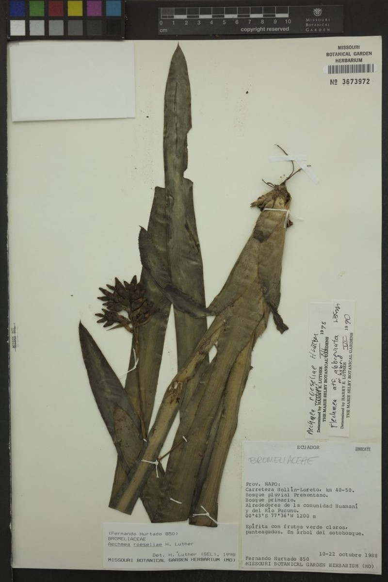 Aechmea roeseliae photo 5