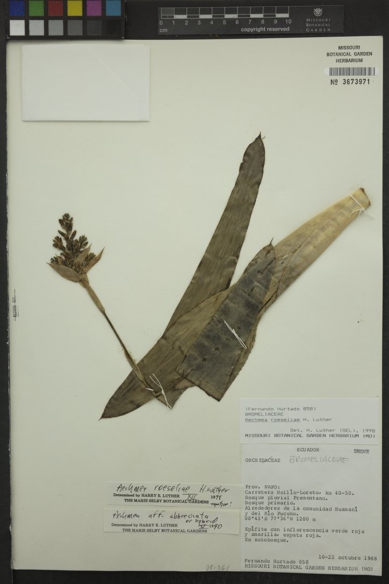 Aechmea roeseliae photo 6