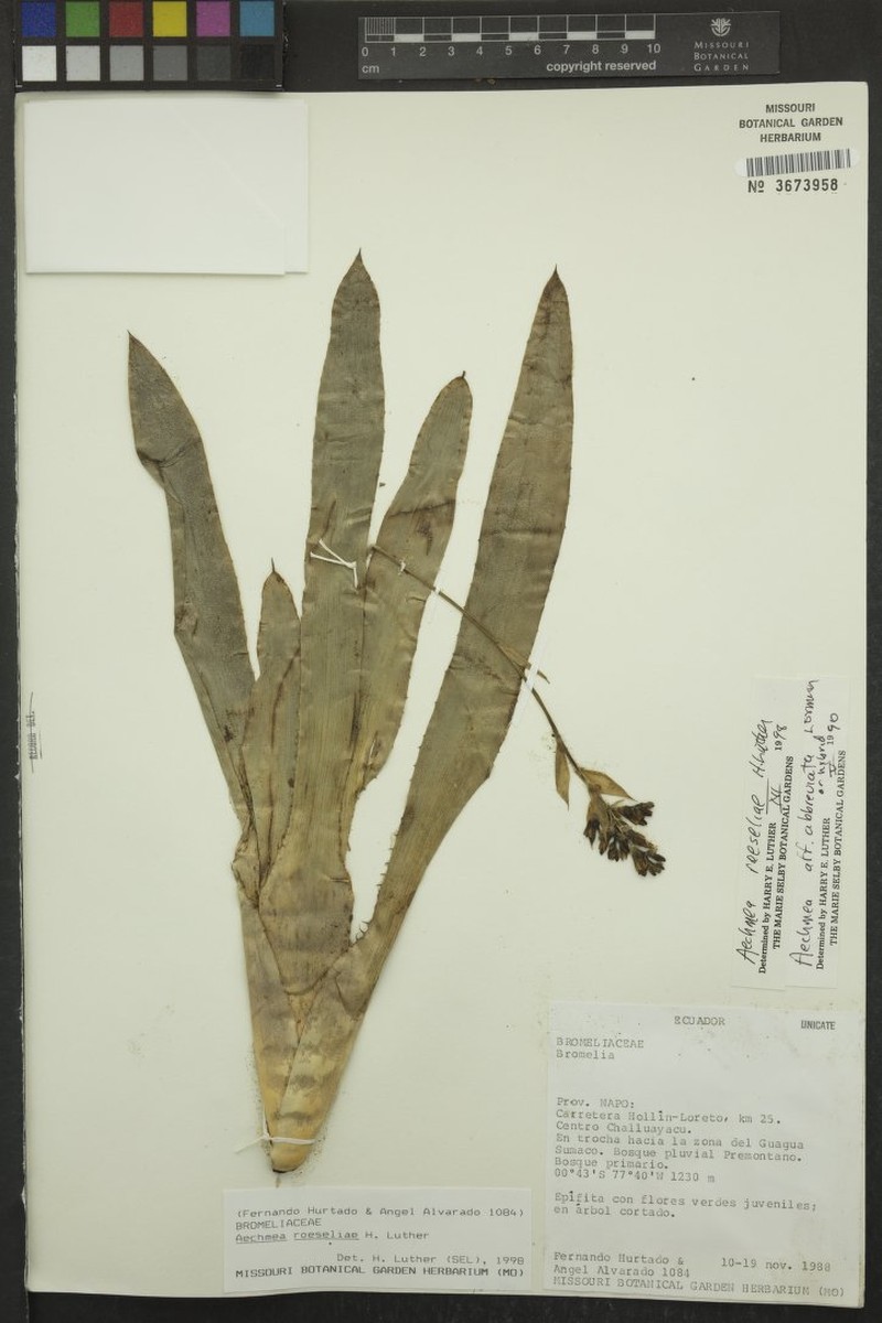 Aechmea roeseliae photo 7
